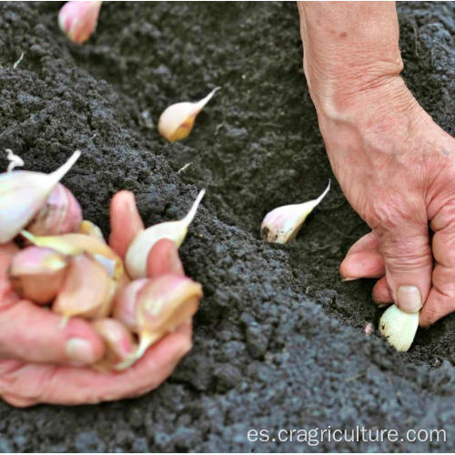 Nueva plantación de ajo de la mejor calidad